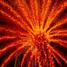 Tree on Fire